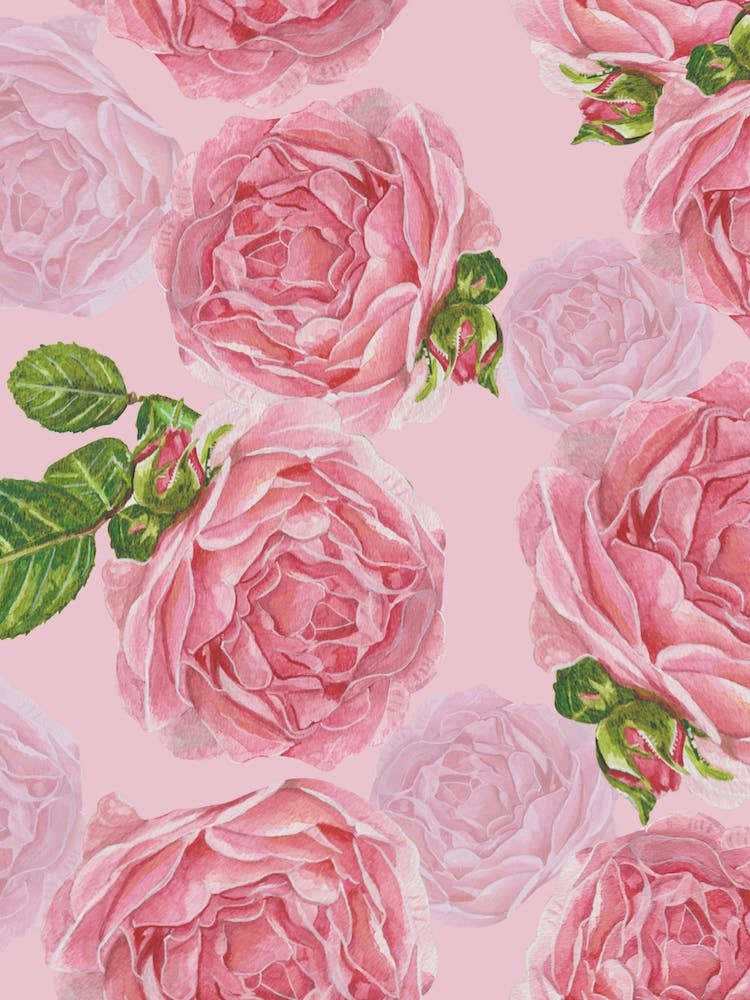 Beautiful Pink Roses