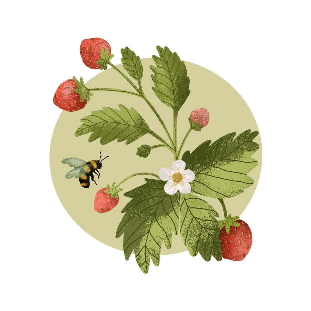 Sweet summer strawberry and honeybee artwork
