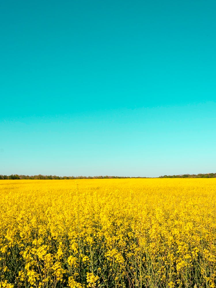 Canola Fields Under The Sun 03