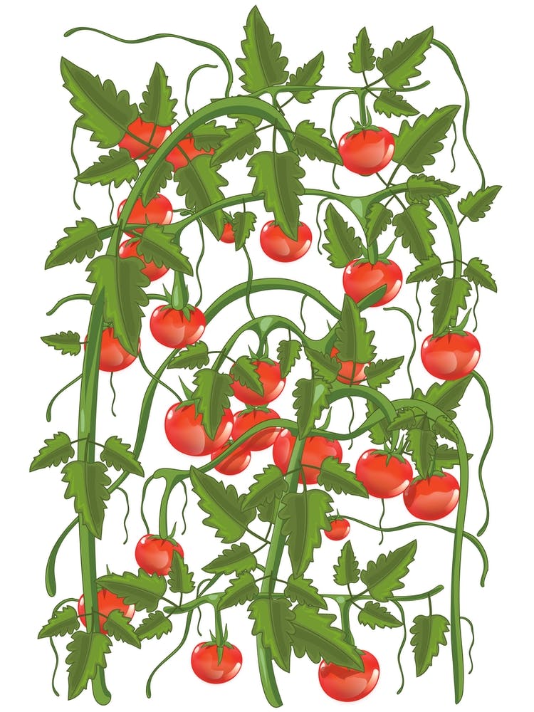 Tomato Plant