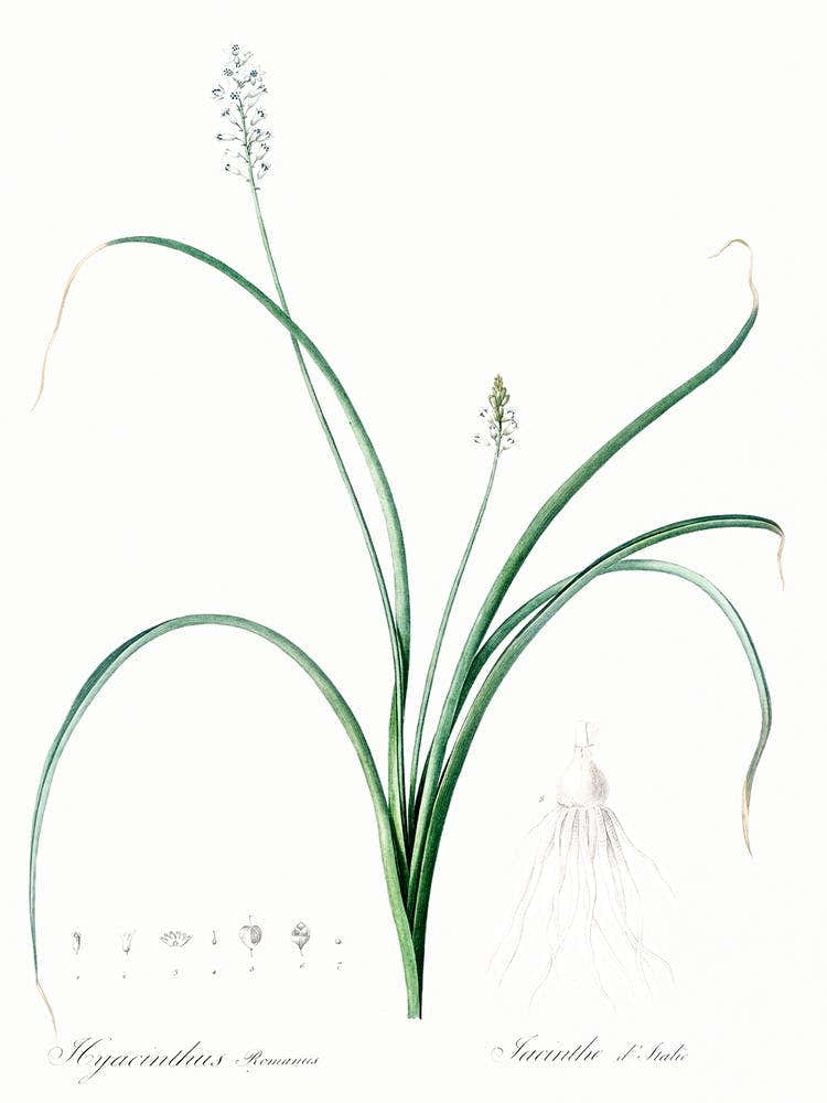 Roman Hyacinth Illustration From Les Liliacées (1805), Pierre Joseph Redoute