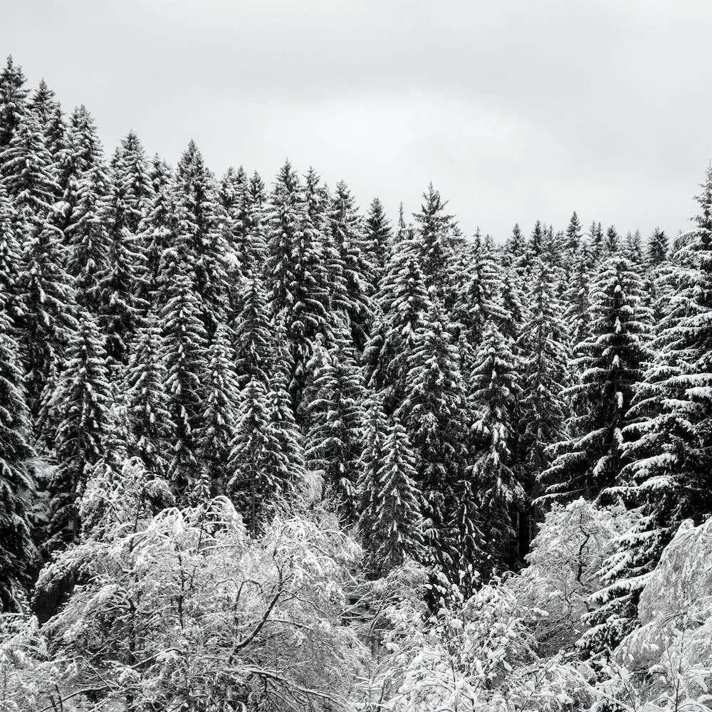 In The Forest Square