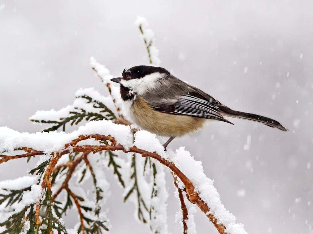 Chickadee In Snow
