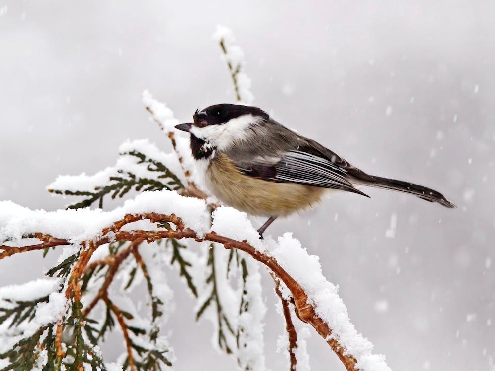 Chickadee In Snow
