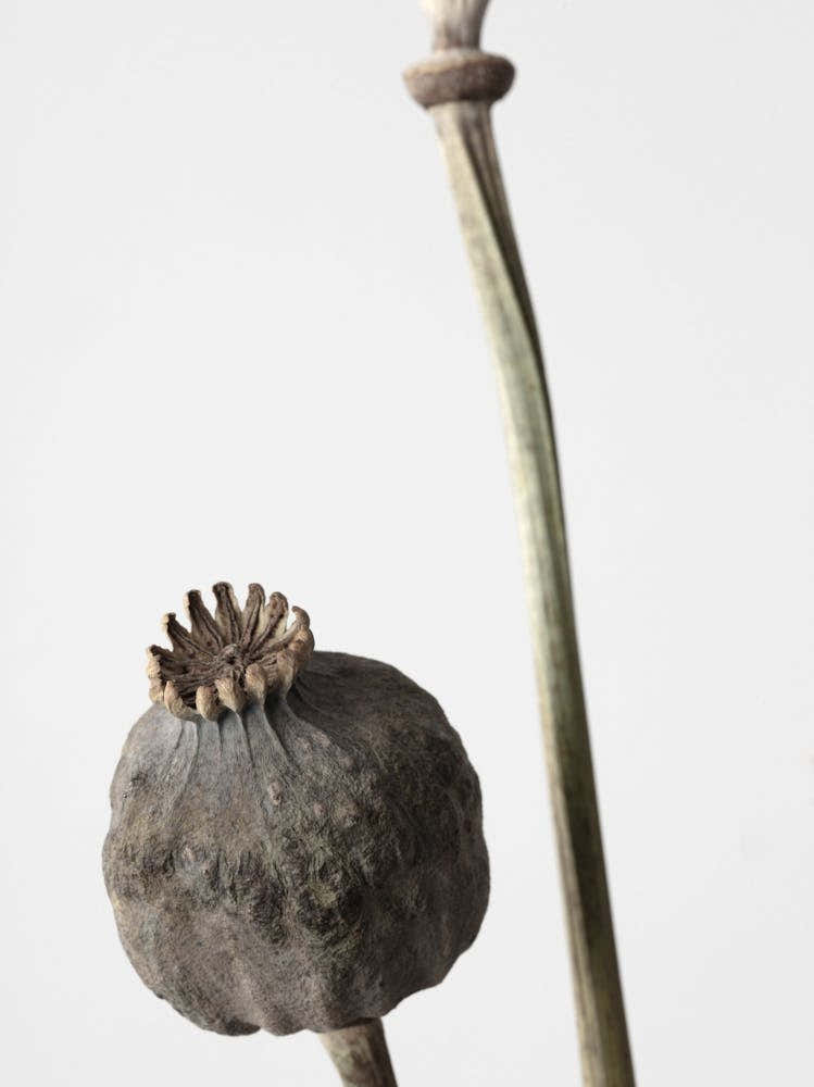 Dried Poppy Flower_2191088