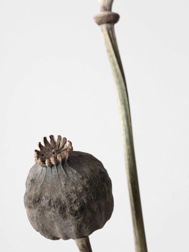 Dried Poppy Flower_2191088