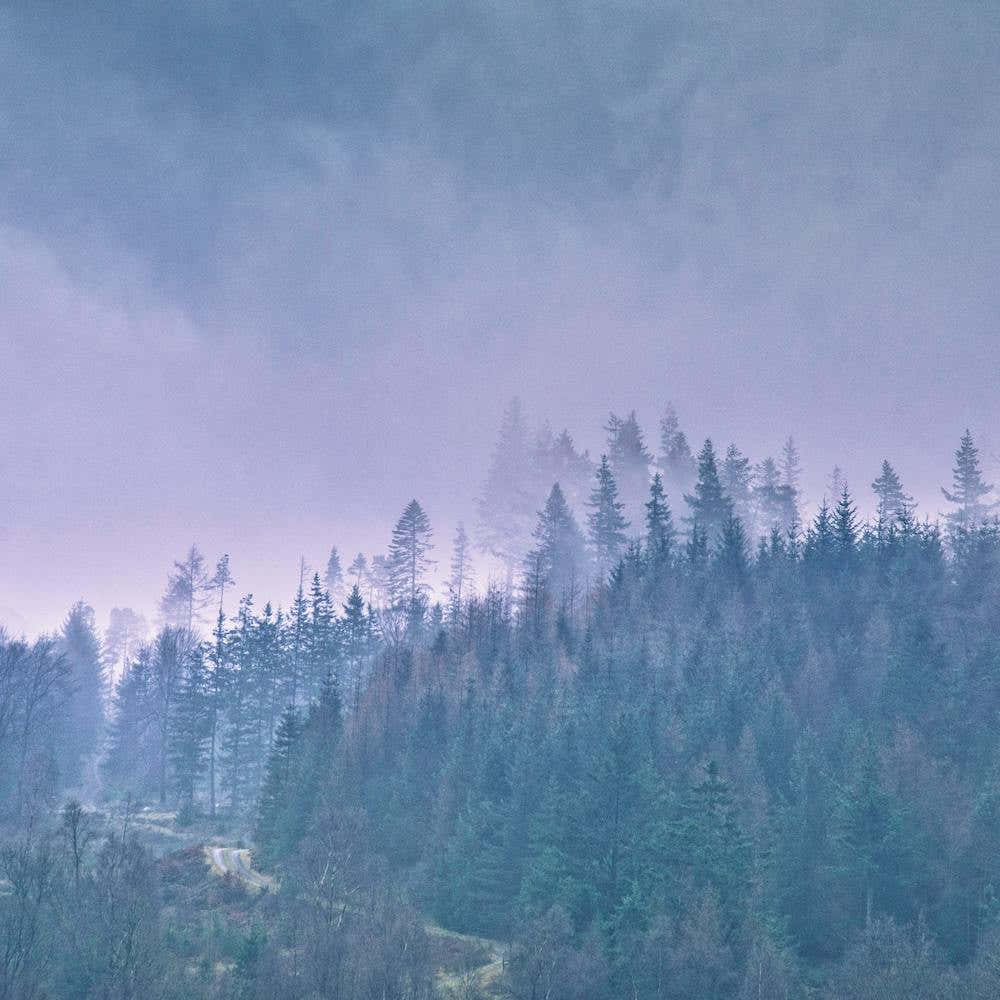 Morning Forest Square