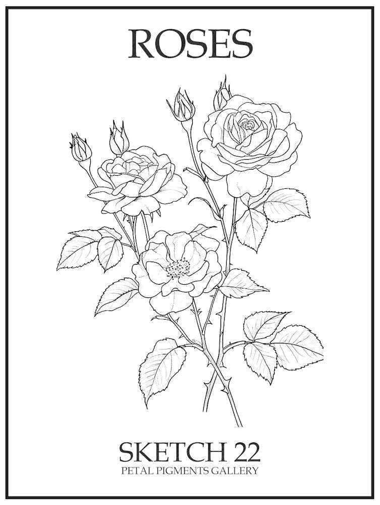 Roses Sketch 22 Poster