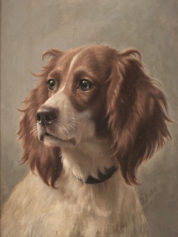 Spaniel