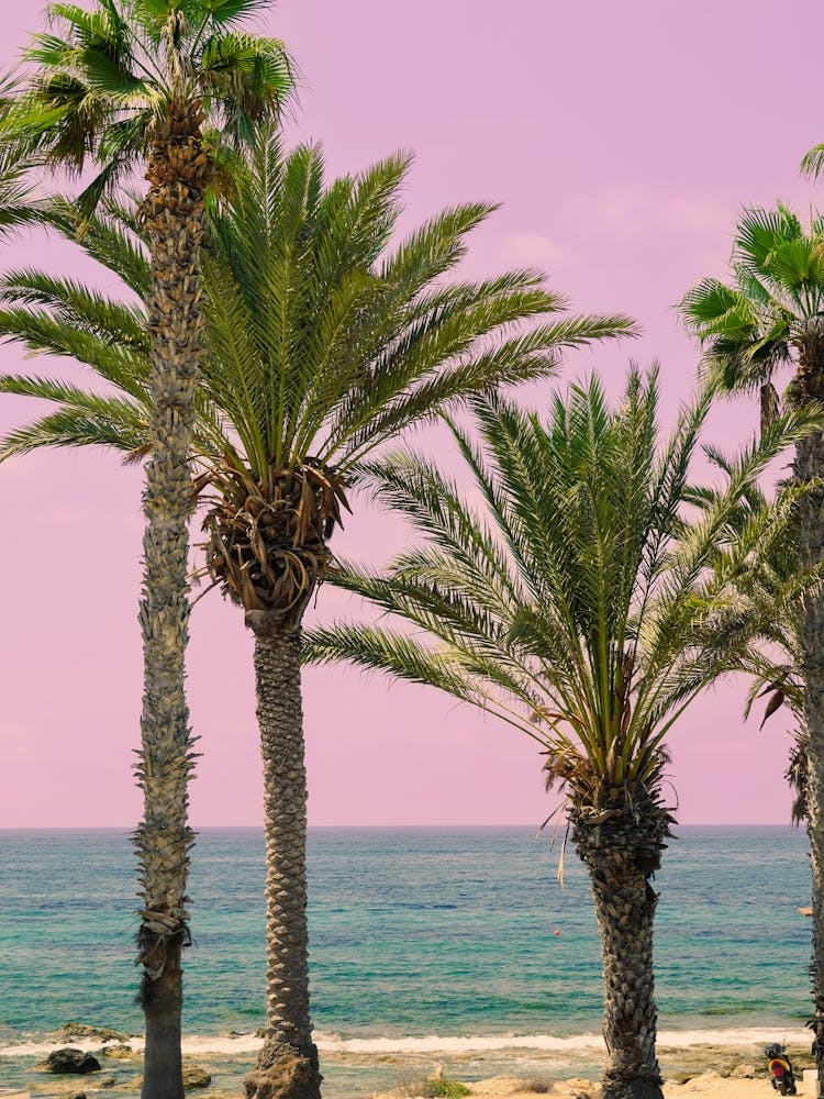 Tropical Palm Trees