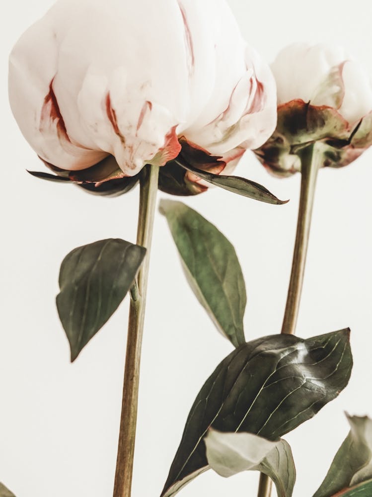 Poppies_2314111