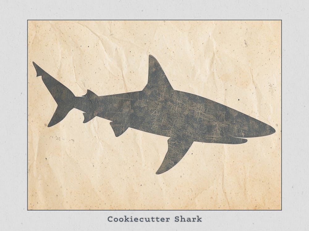 Cookiecutter Shark Silhouette 3 Poster