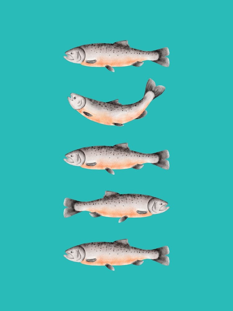 Salmon Fish Kitchen Blue