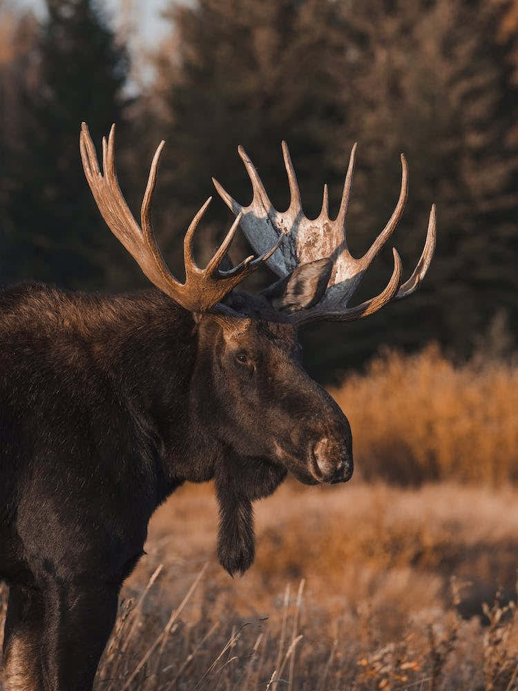 Warm Autumn Moose