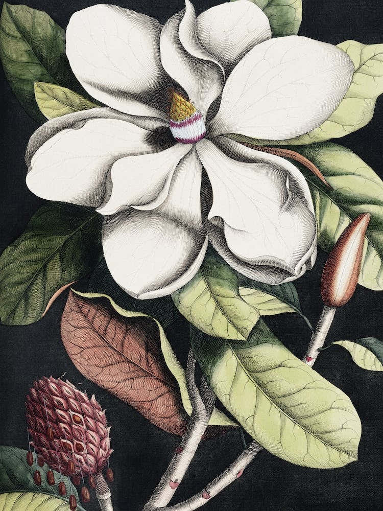 Vintage Catesby 1 Magnolia Altissima