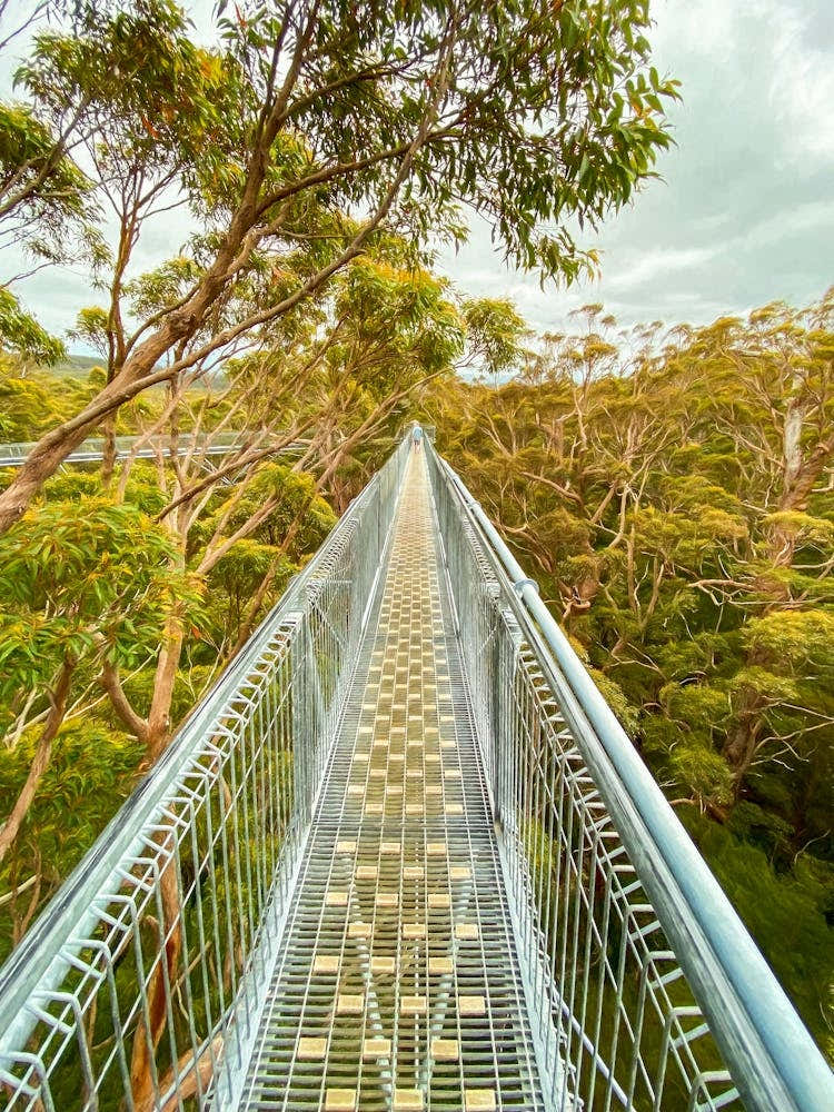 Valley Of The Giants Treetop Walk