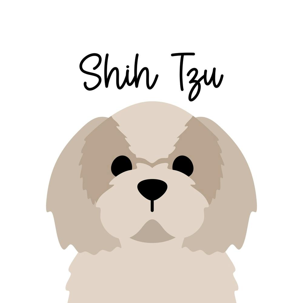 Shih Tzu 11