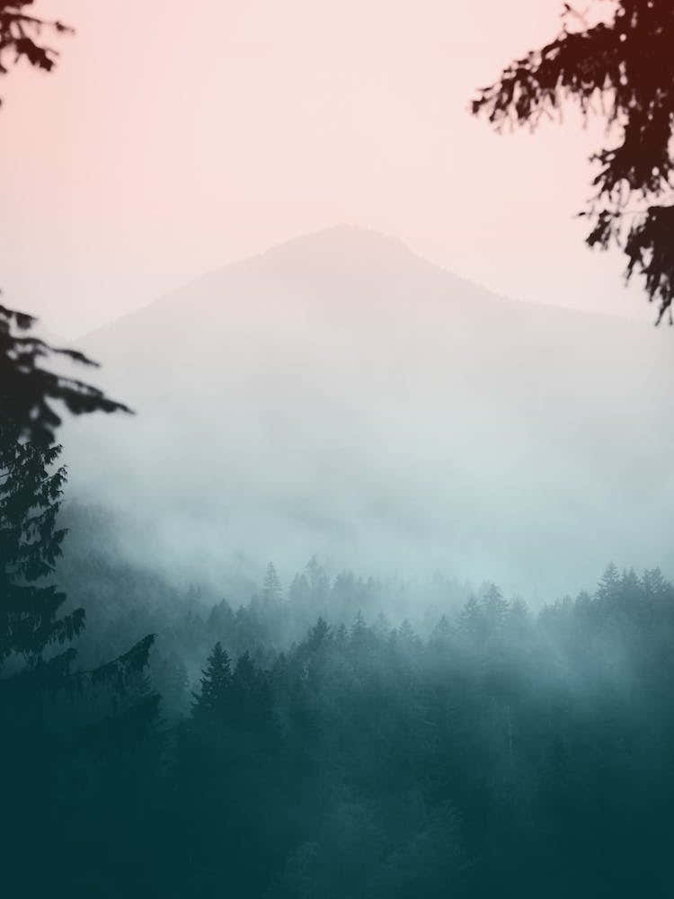 PNW Foggy Pastel Forest Mountains