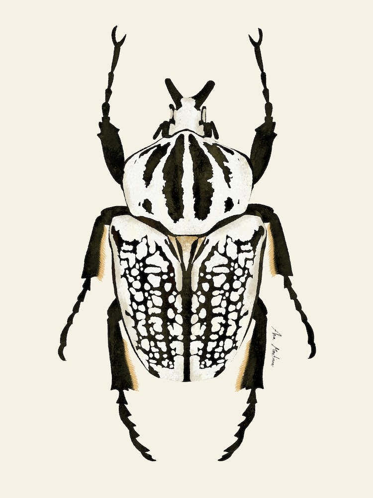Black And White Beetle