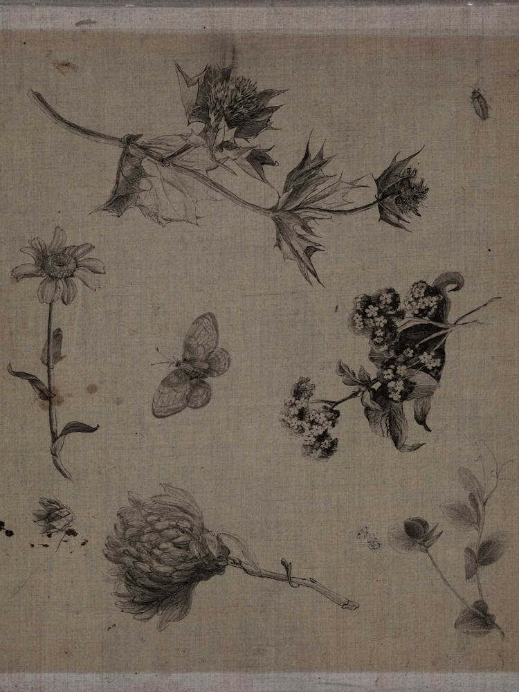 Flowers And Butterflies 1