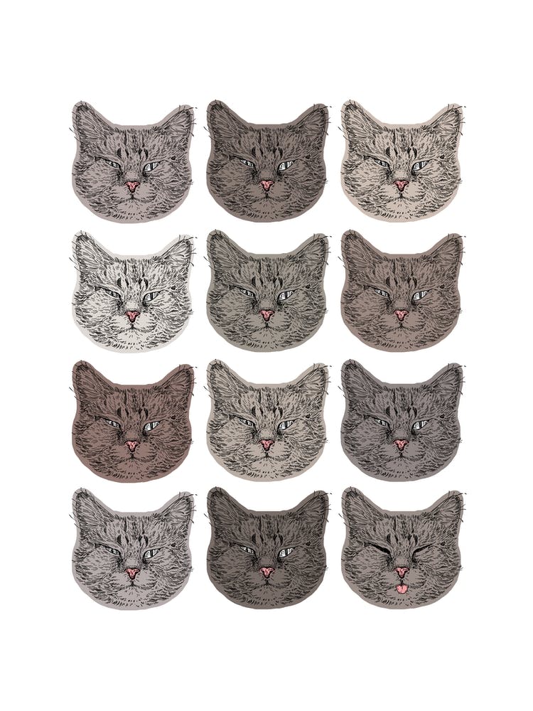 Cute Grey Cats