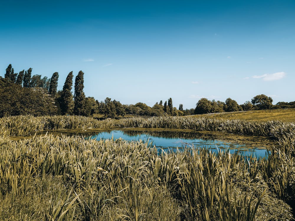 Pond In The Summer Field