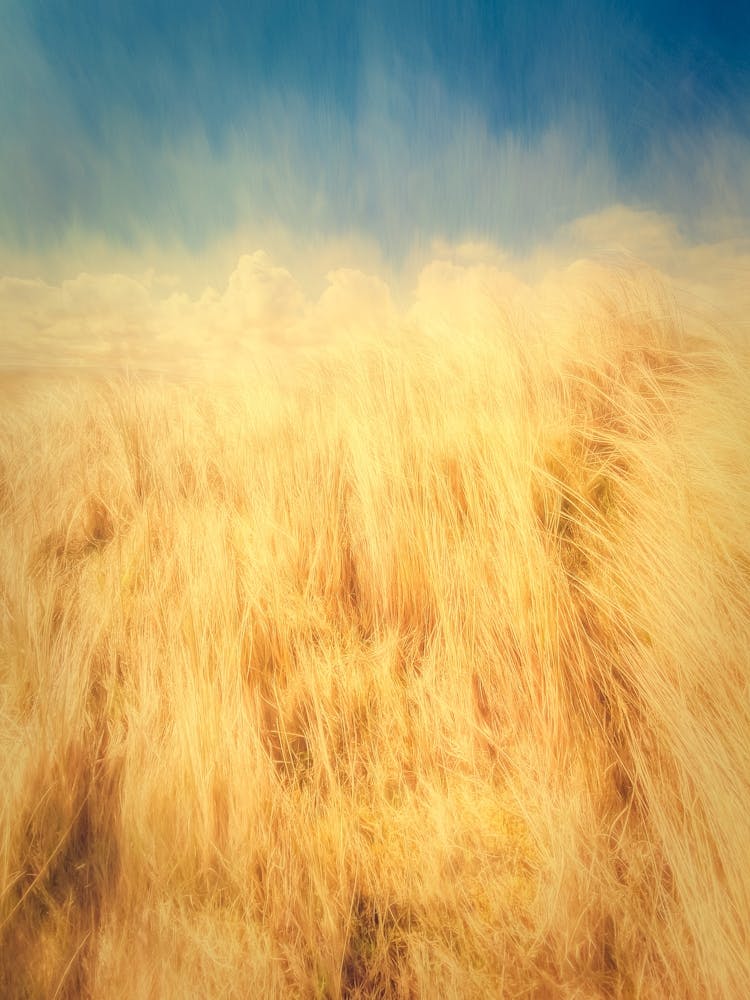 Sand Dune Grass & Blue Sky 1