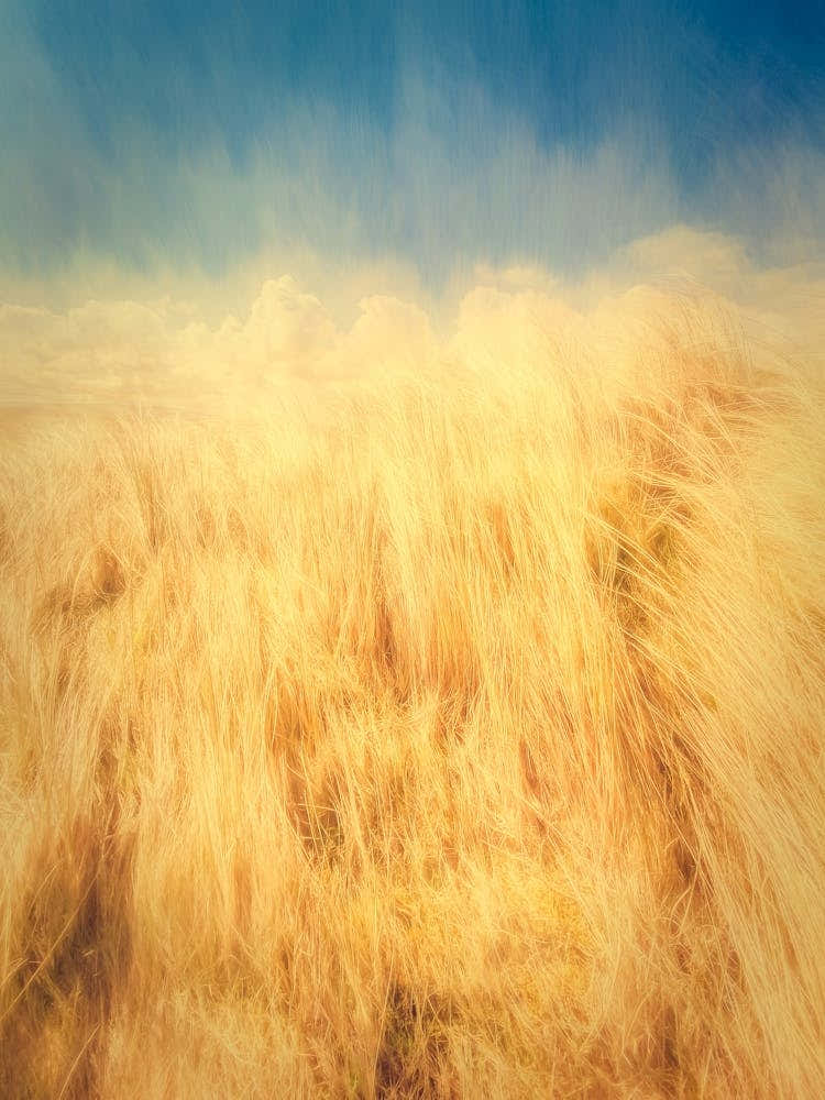 Sand Dune Grass & Blue Sky 1