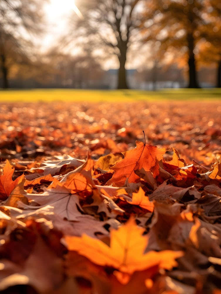 Autumn Leaves On The Ground 4