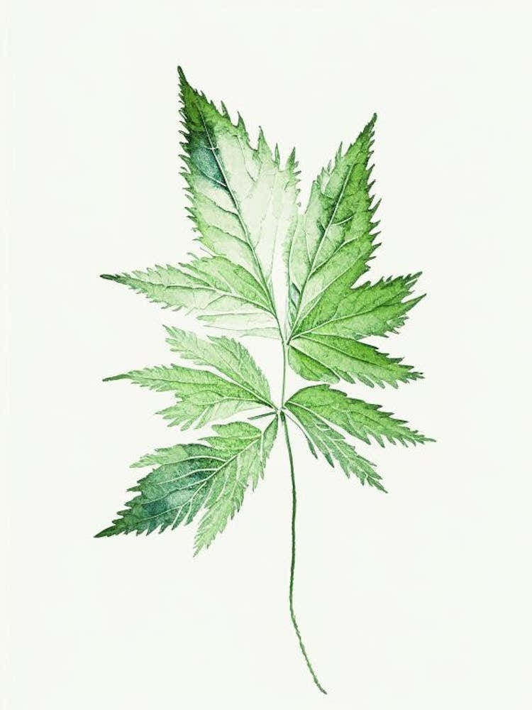 Nettle Leaf Minimalist Watercolour 3