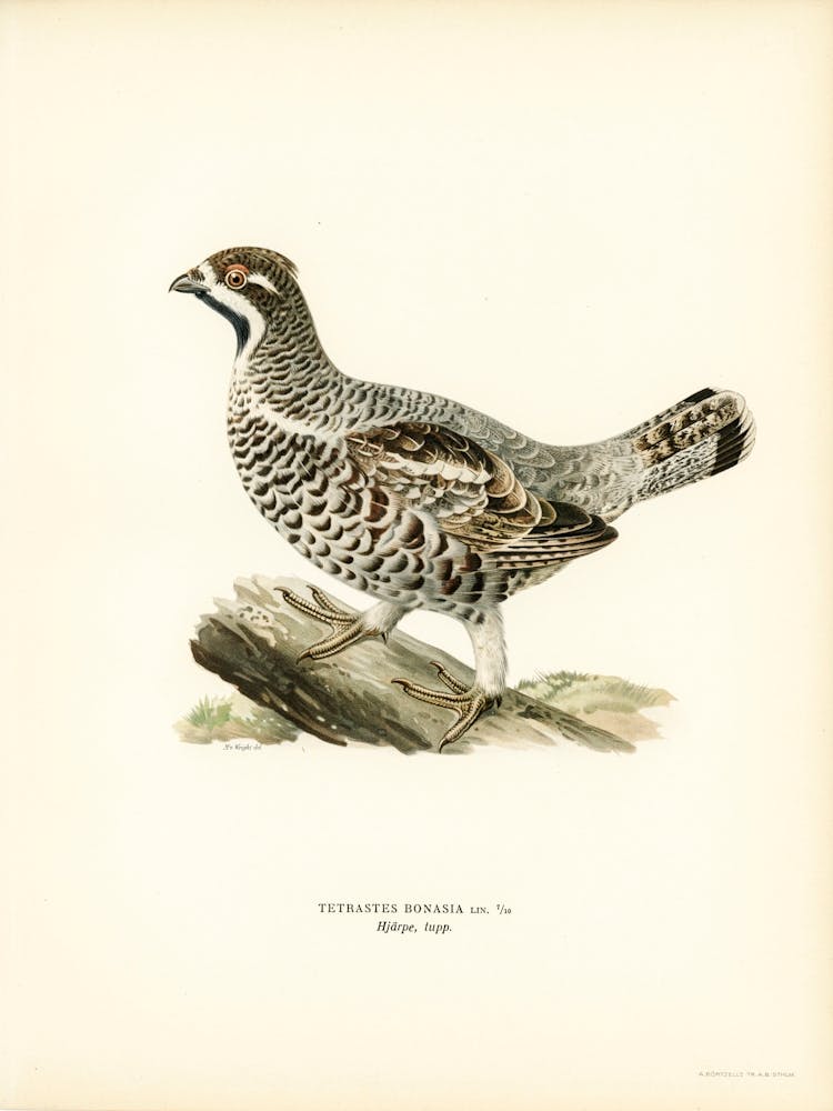 Hazel Grouse, The Von Wright Brothers 2