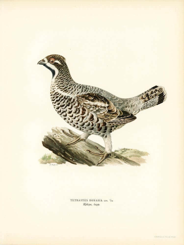 Hazel Grouse, The Von Wright Brothers 2