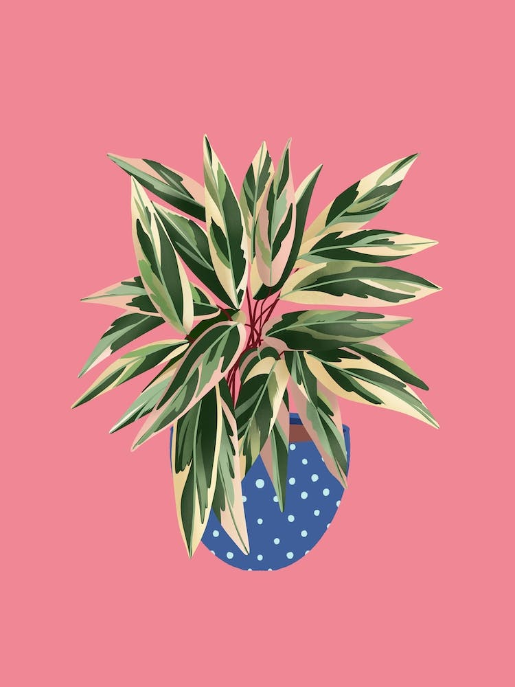 Calathea Triostar On Pink