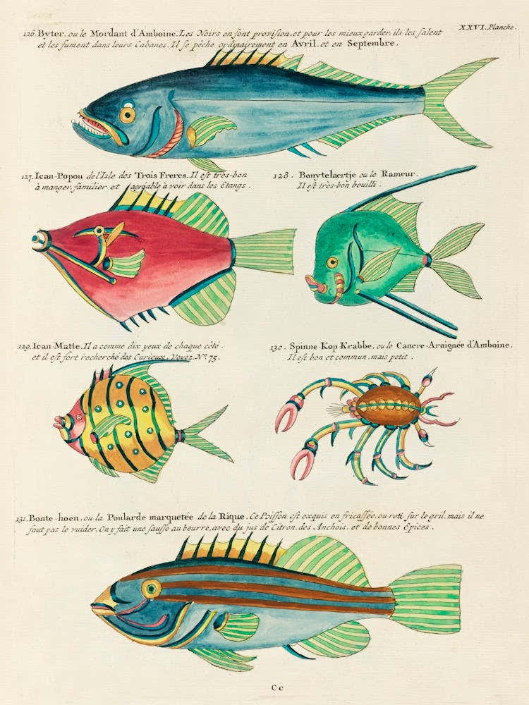 Colourful And Surreal Illustrations Of Fishes And Crab Found In Moluccas (Indonesia) And The East Indies, Louis Renard(36)