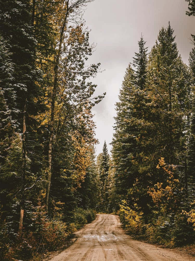 Woodland Forest Road