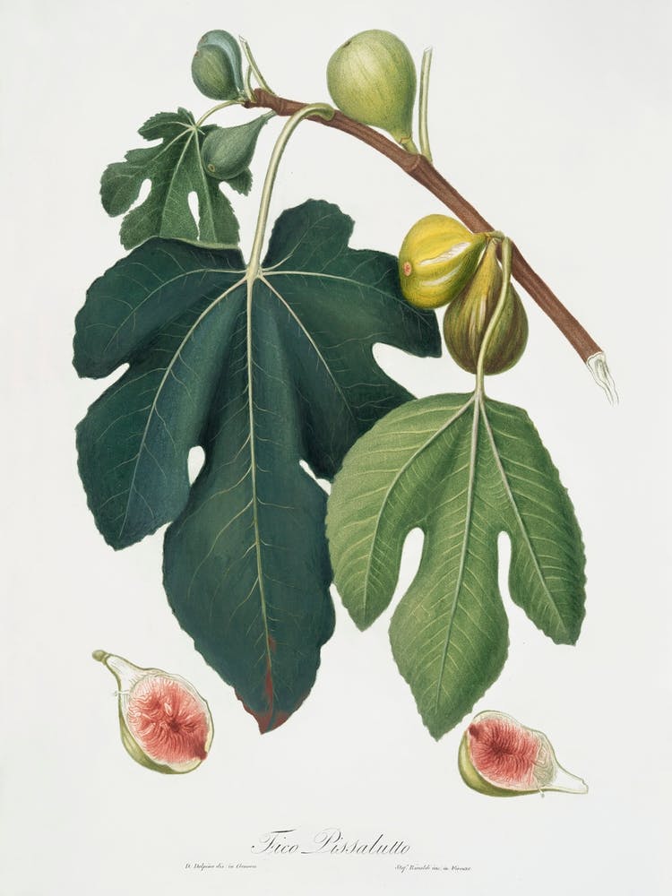 Fig (Ficus Carica Sativa) From Pomona Italiana (1817 - 1839), Giorgio Gallesio 3
