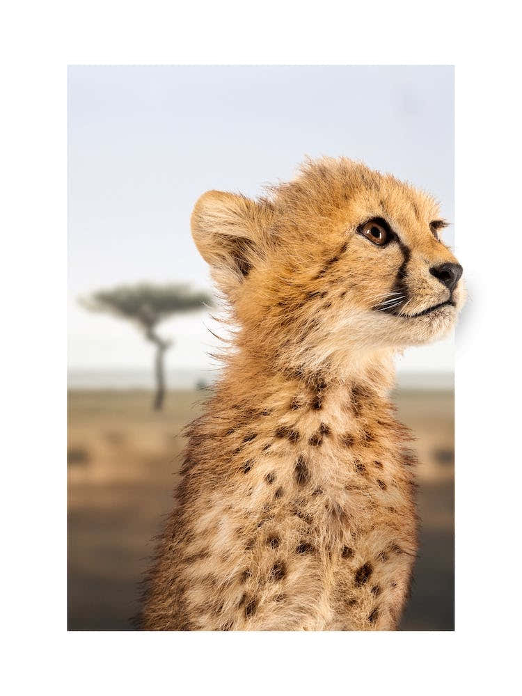 Cheetah Cub