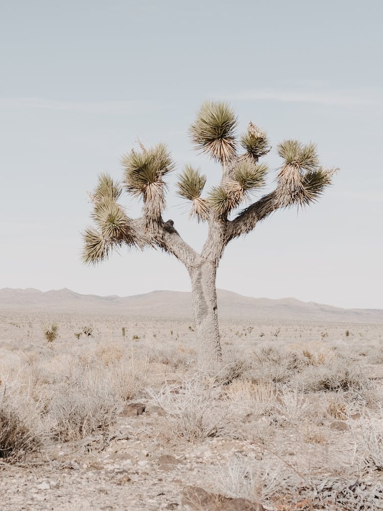 Single Desert Tree