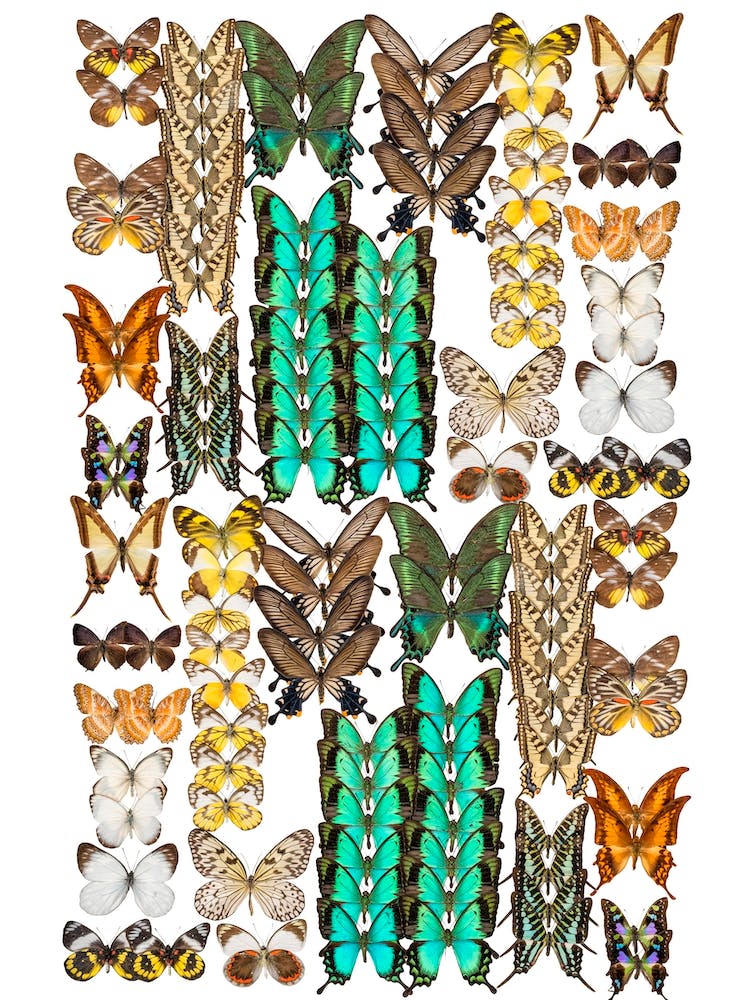 Collection Of Butterflies Portrait