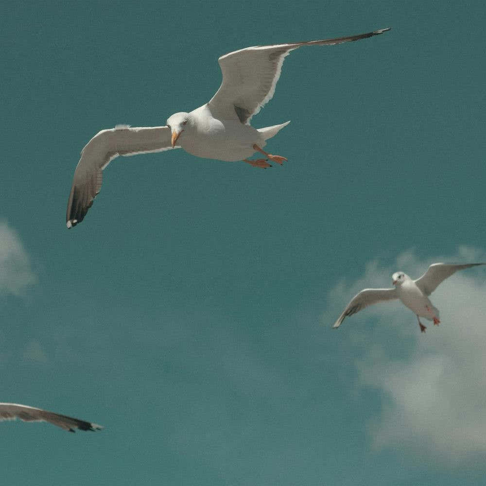 Seagulls In The Sky At The Beach  Pastel Colour Animal Photography Square