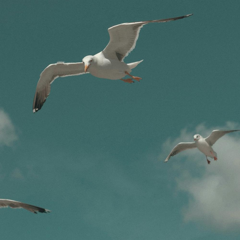 Seagulls In The Sky At The Beach  Pastel Colour Animal Photography Square