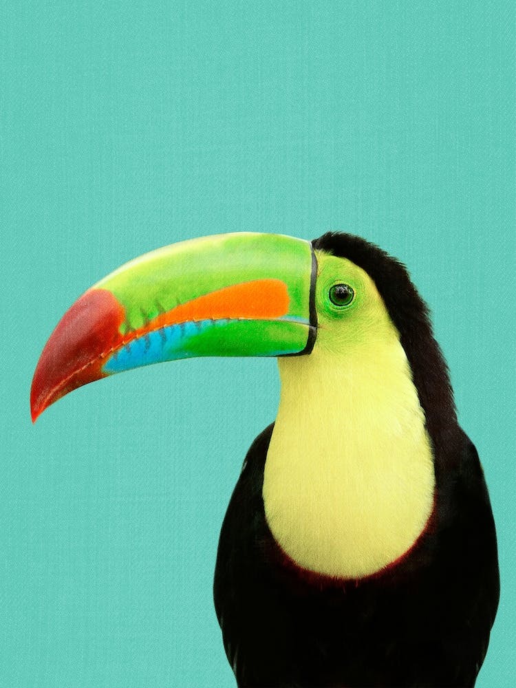 Toucan Bird In Blue