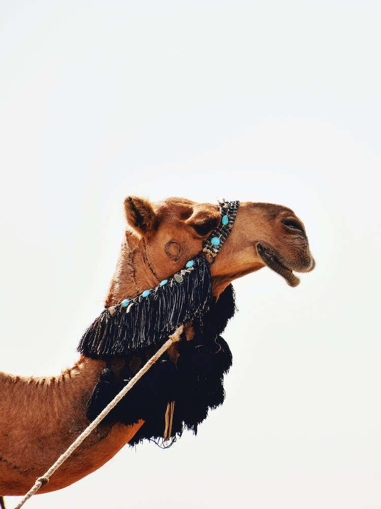 Decorated Camel