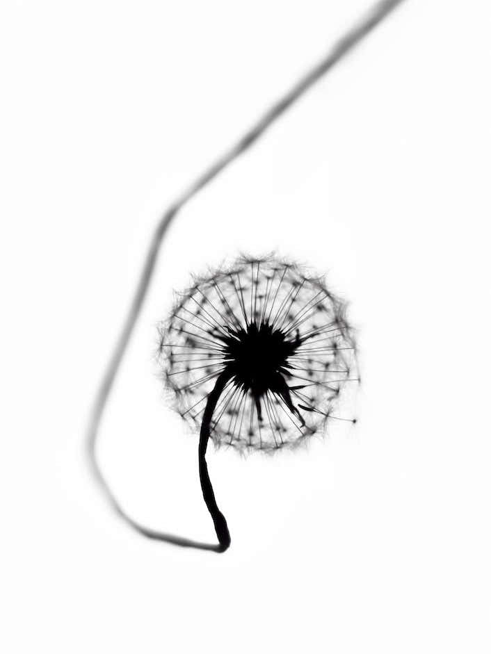 Dandelion - Simplicity