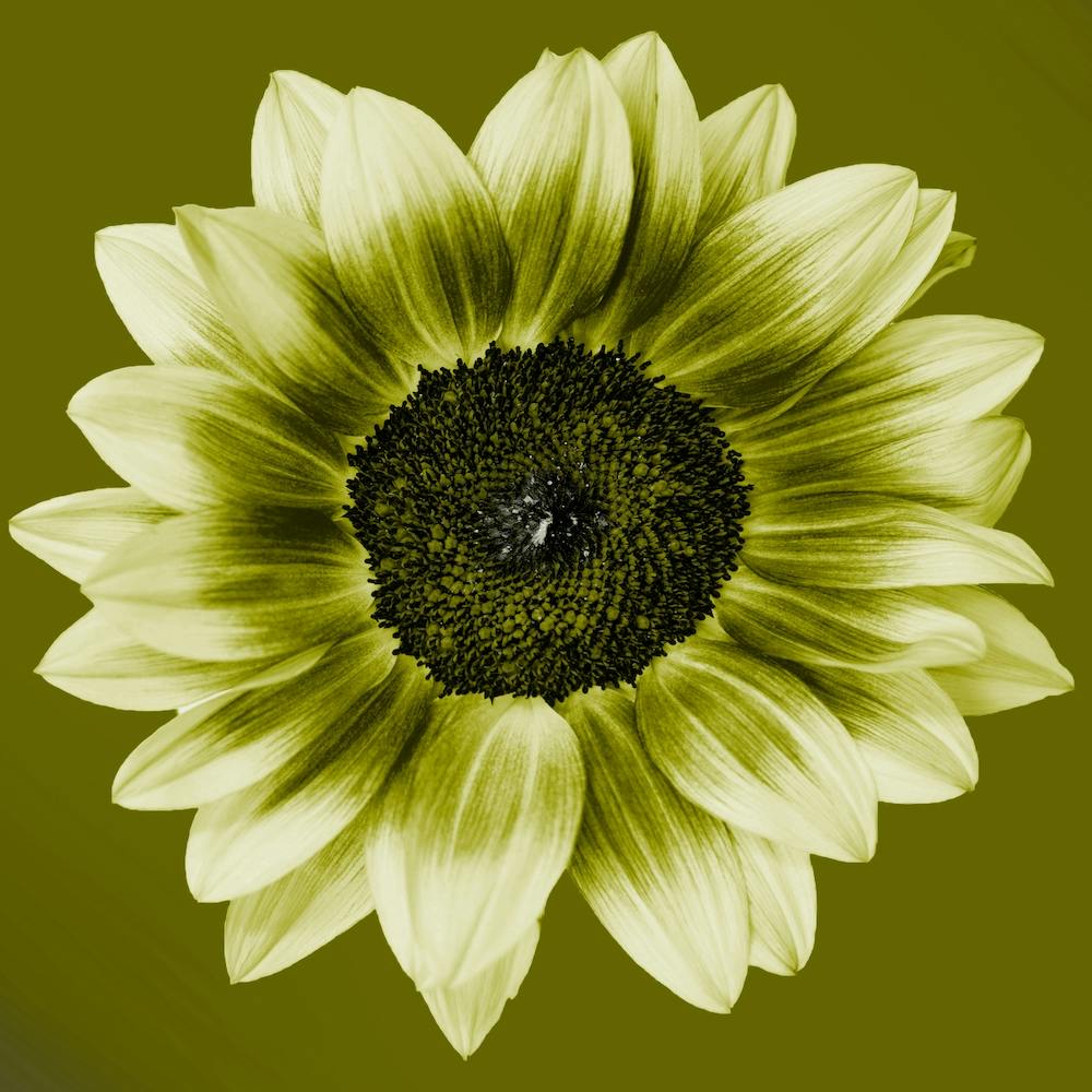 Olive Green Sunflower Square