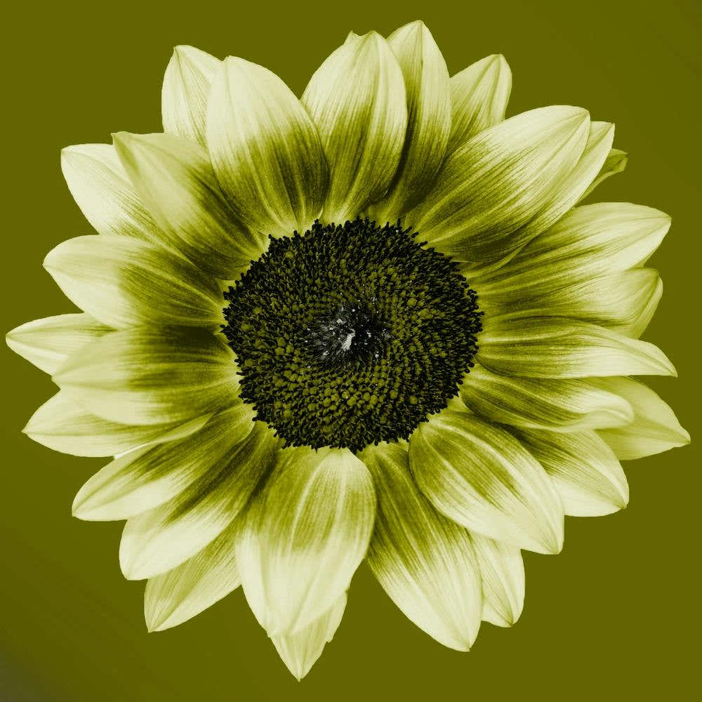 Olive Green Sunflower Square