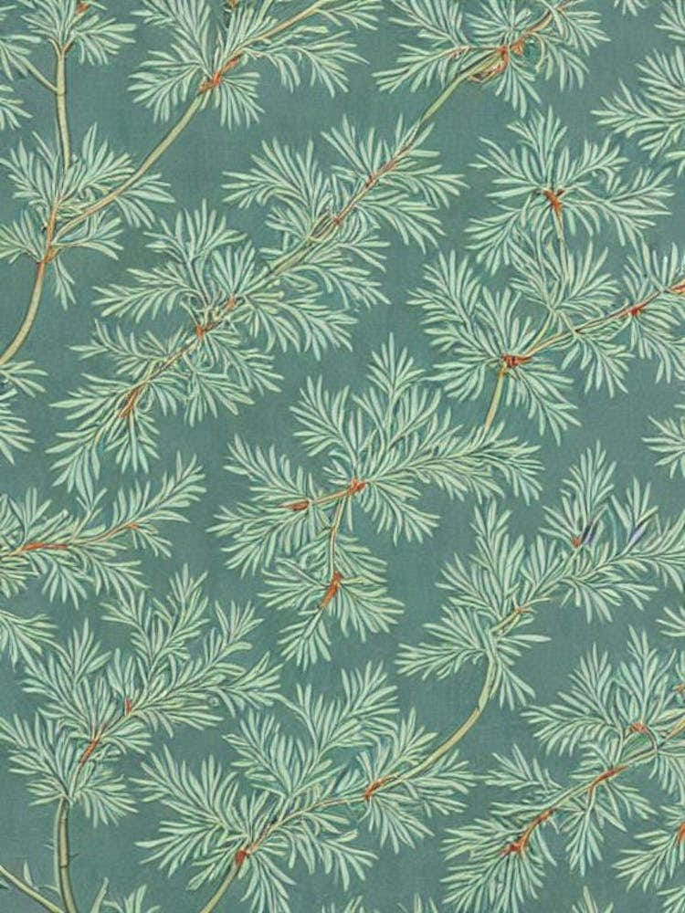 Eastern White Pine tree Vintage Botanical