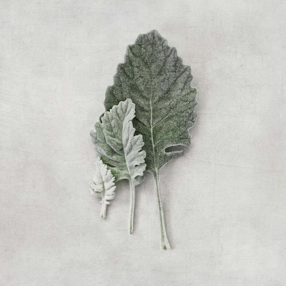 Minimalistic Muted Leaves Square