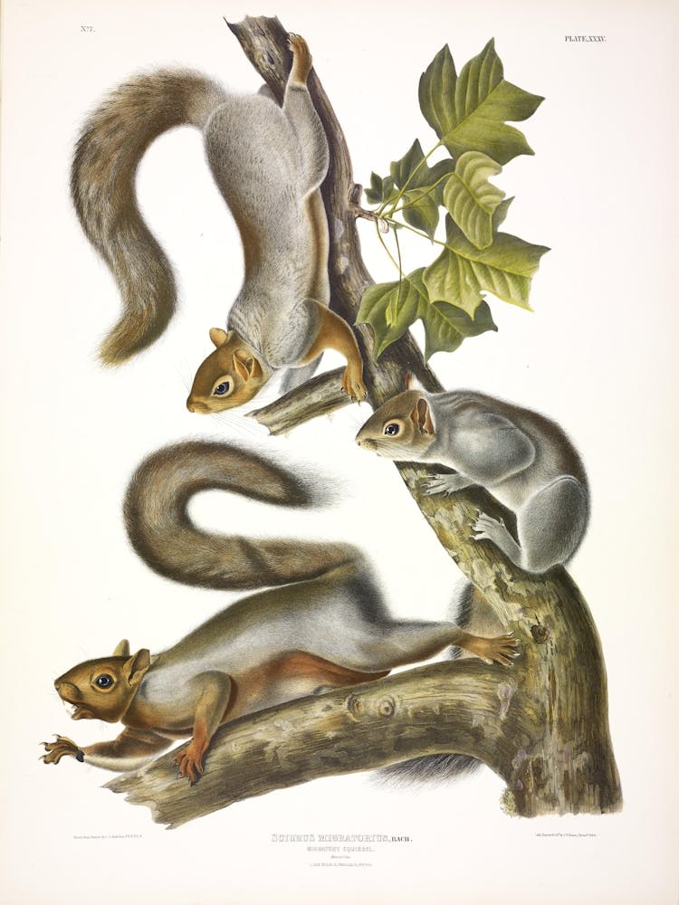 Migratory Squirrel, John James Audubon