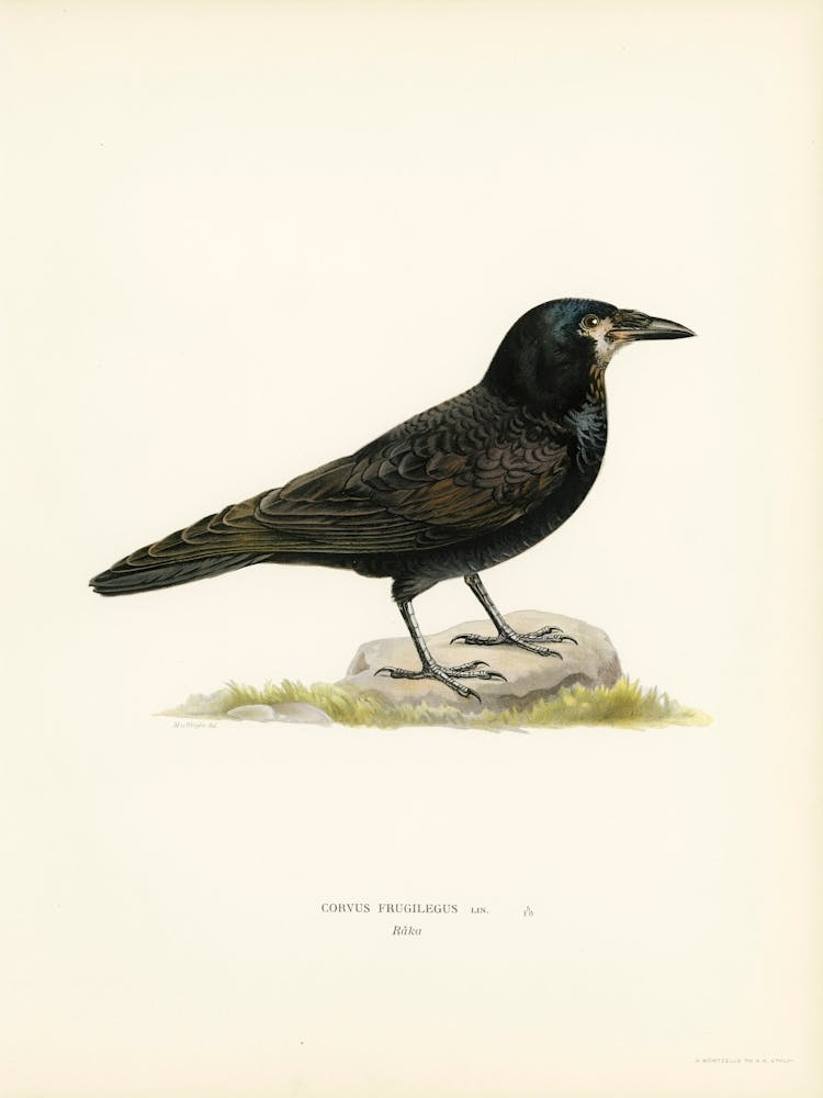 Rook (Corvus Frugilegus), The Von Wright Brothers